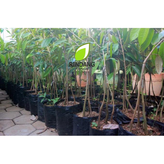 Unggulan! Bibit Durian Bawor Kaki 3 I Durian Bawor Kaki Tiga I Durian Bawor