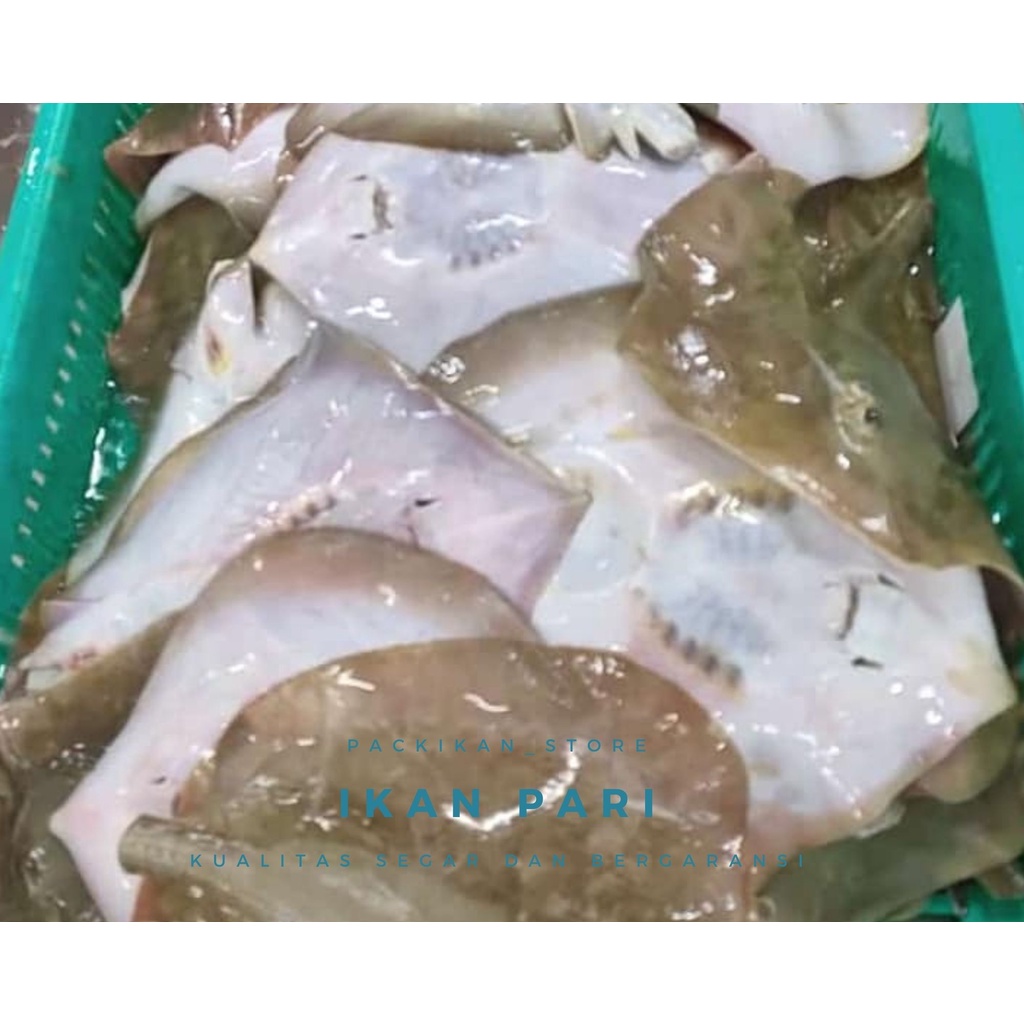 

Ikan Pari Segar / Ikan Fresh Laut Kualitas GARANSI SEGAR