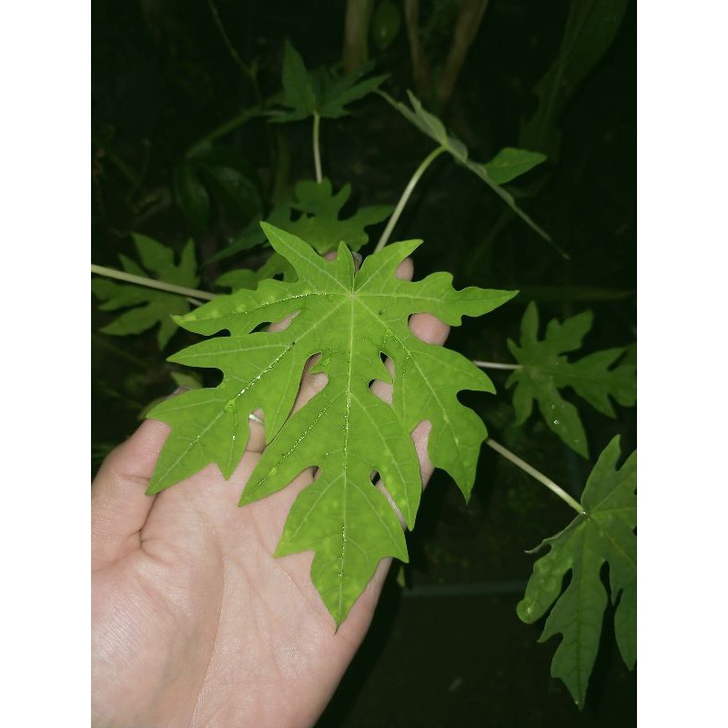 

Daun Pepaya Special Ecoprint/Ecodyeing