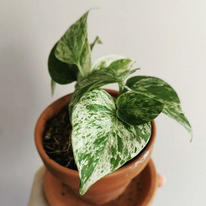 Tanaman hias epipremnum marble queen - Srigading variegata