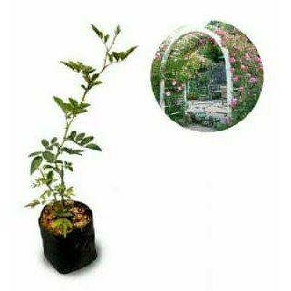 Tanaman Bunga Mawar Rambat / Climbing Rose