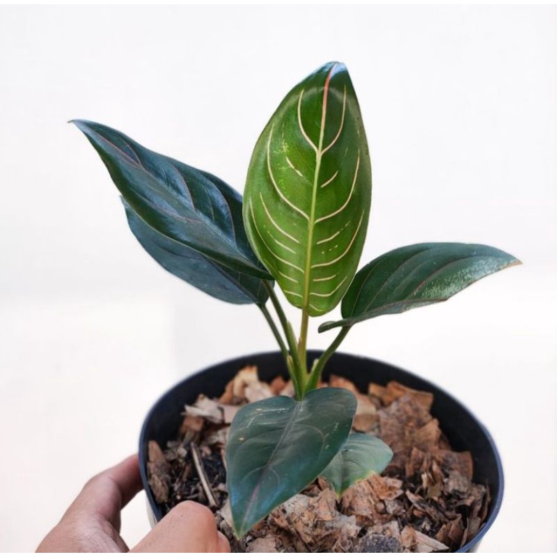 Tanaman hias hidup aglonema rotundum - tanaman hias/tanaman aglonema/bunga hidup/tanaman hidup aglon