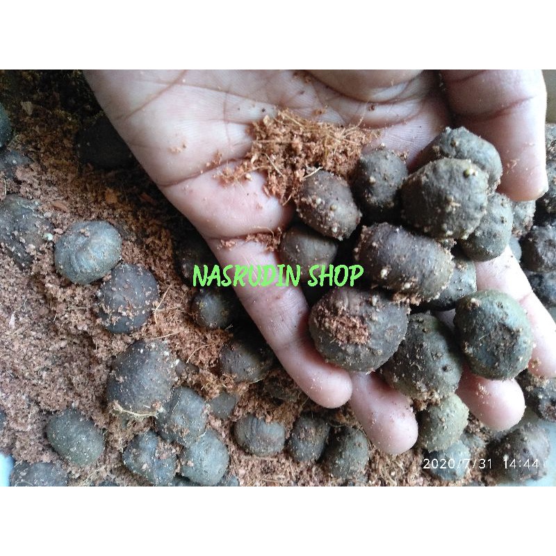 BIBIT PORANG DORMAN / BIBIT KATAK PORANG / KONNYAKU / AMORPHOPHALLUS KONJAC / BUAH PORANG / KATAK