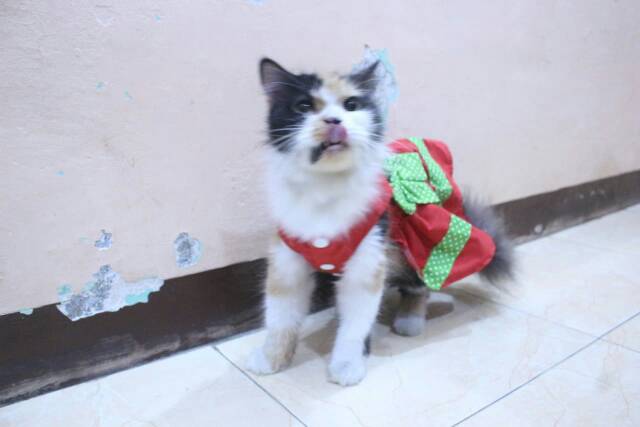 Dress lucu untuk kucing dan anjing edisi natal 2019 /baju kucing murah size S-XL