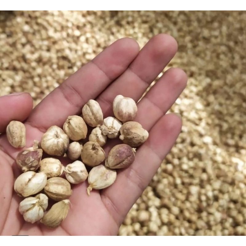 

Kapulaga Lokal Solok selatan