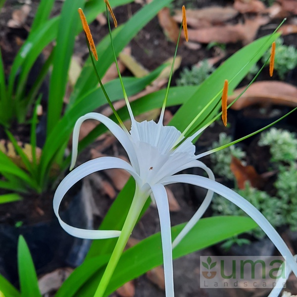 Tanaman hias Amarilis Putih I Bakung lele I Hymenocallis littoralis