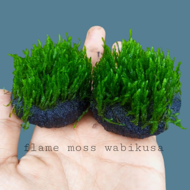 Flame moss aquascape media wabikusa hiasan aquarium | tanaman aquascape low co2