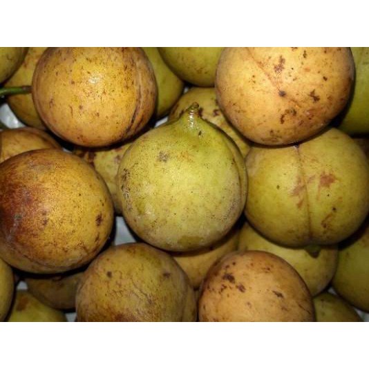 

>qwt-0245!! BUAH PALA SEGAR / 1 KG Termurah
