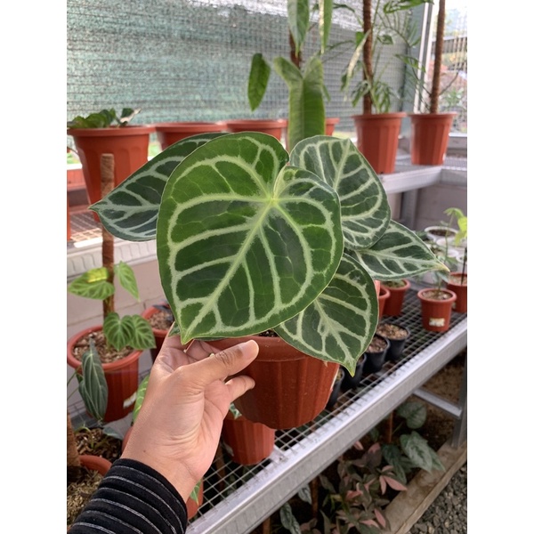 Anthurium kuping Gajah Dorayaki