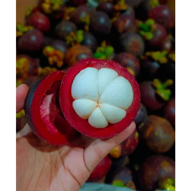 

BUAH MANGGIS HAPPYFRUITS 1KG