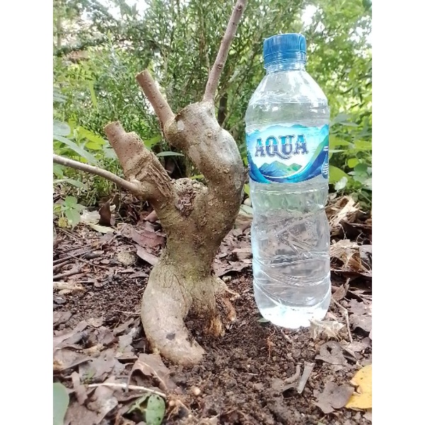 Bahan Bonsai Bugenvil singapura (Bonggol, Joss)