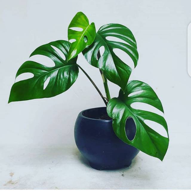 Monstera Rhaphidophora Pertusa Shopee Indonesia