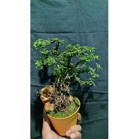 tanaman hias bonsai mame model on the rock