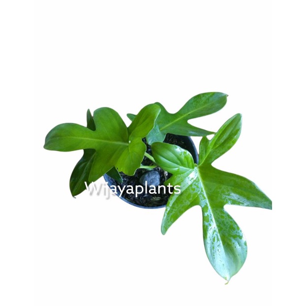 PHILODENDRON FLORIDA BEAUTY / FLOBE / VAR - TANAMAN HIAS HIDUP