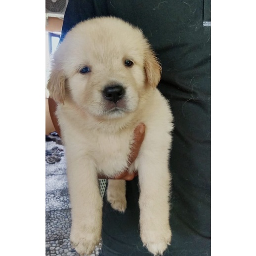 dogfamss anjing golden mix labrador