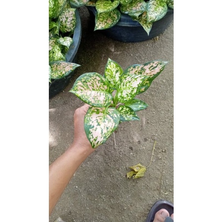 Aglonema Pink Yulia