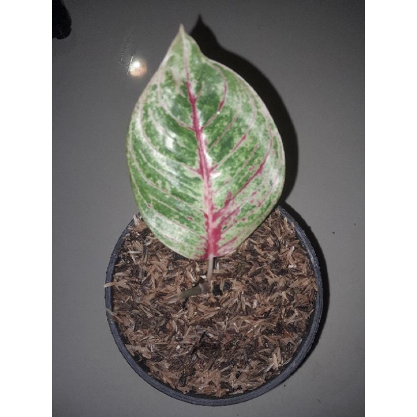 aglonema NN lelang barang sehat pesanan