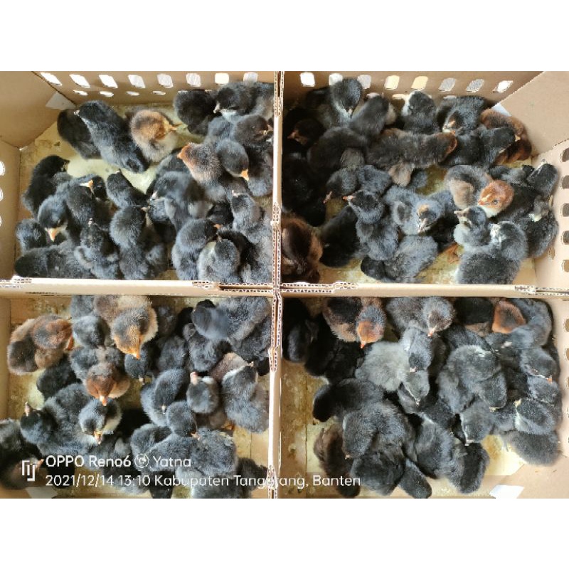 DOC ayam kampung kampung khusus warna hitam (black joper) pengiriman khusus pakai grab, Go-Jek,Shope
