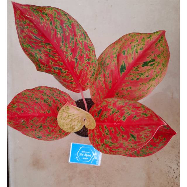 Tanaman Hias Aglonema Striptis Aglonema Aglaonema Red Striptis Mutasi Termurah Bunga Aglonema Import
