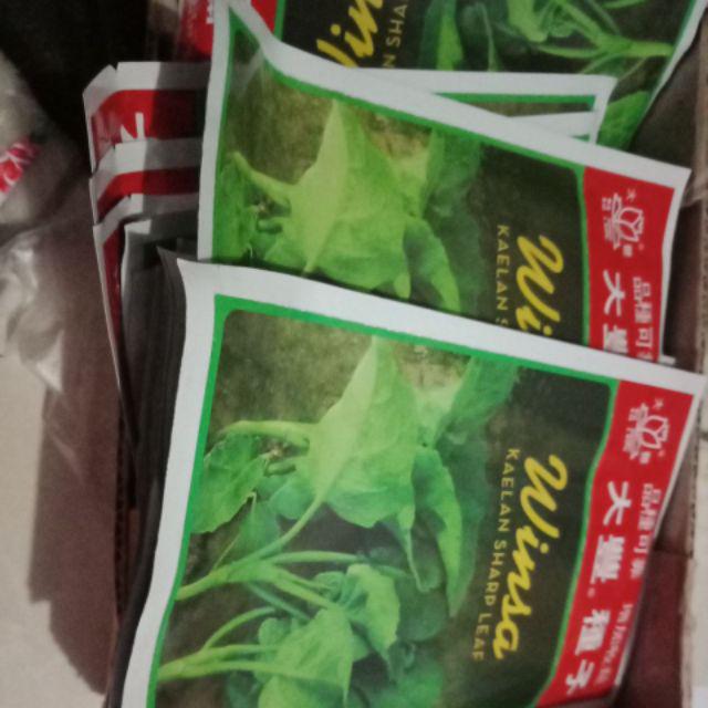 Benih Sayuran Kailan Kale @ 20 Gr Biji Benih Sayuran Bibit Sayur Tanaman Hidroponik Organik