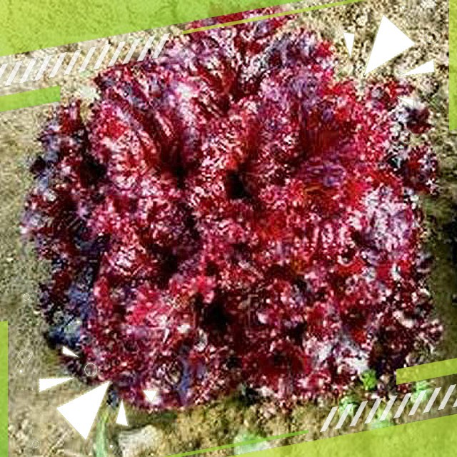 Gudange Benih Selada Keriting Merah Pesona