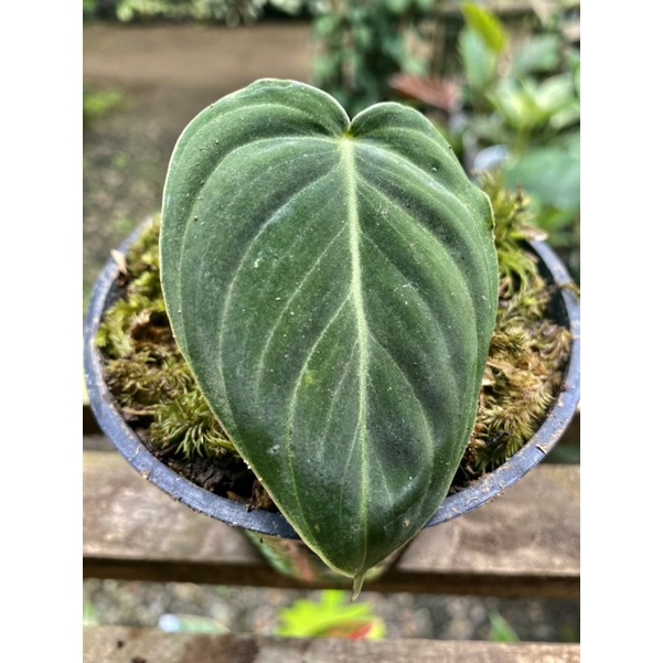 PHILODENDRON MELANO DAUN PANCING BERTUNAS