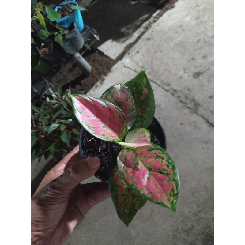 dut Anjamani