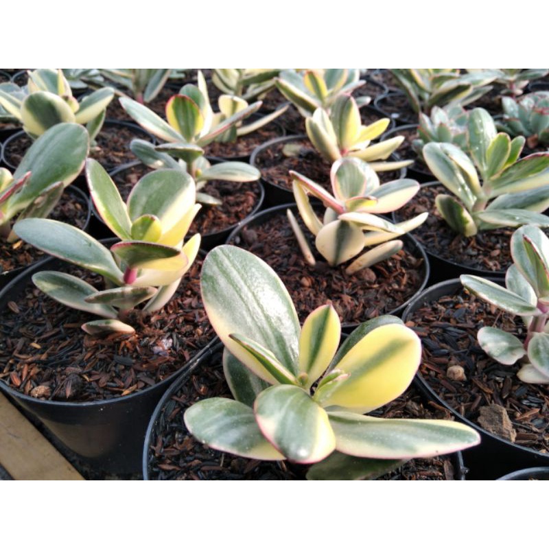 Jade Plant Variegata