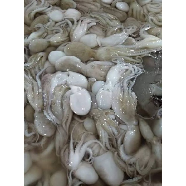 

baby gurita / baby octopus segar freas harian 1kg