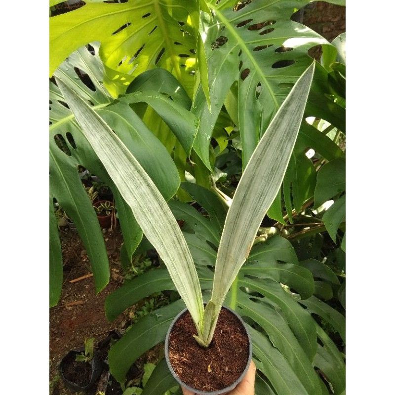 Tanaman Hias sansevieria silver - sansevieria manolin - sansevieria lidah