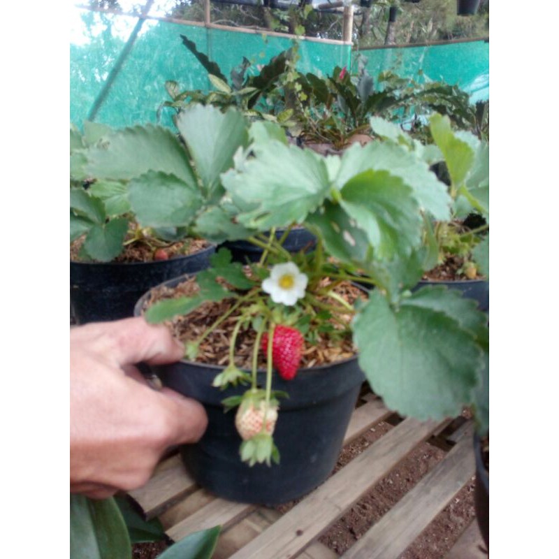 strawberry/bibit strawberry