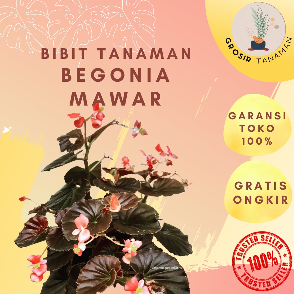 Tanaman Hias Gantung Bunga Hidup Begonia Mawar Bali Murah Rimbun