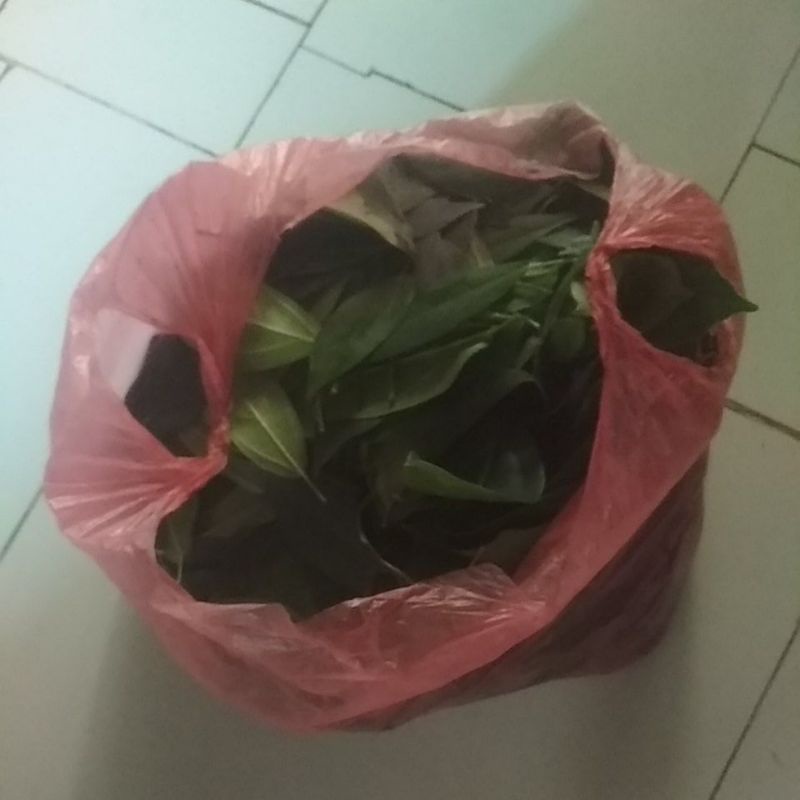 

DAUN CINCAU