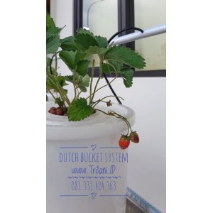 Instalasi Dutch Bucket Hidroponik