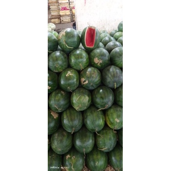 

Semangka Merah Non Biji 3-4Kg