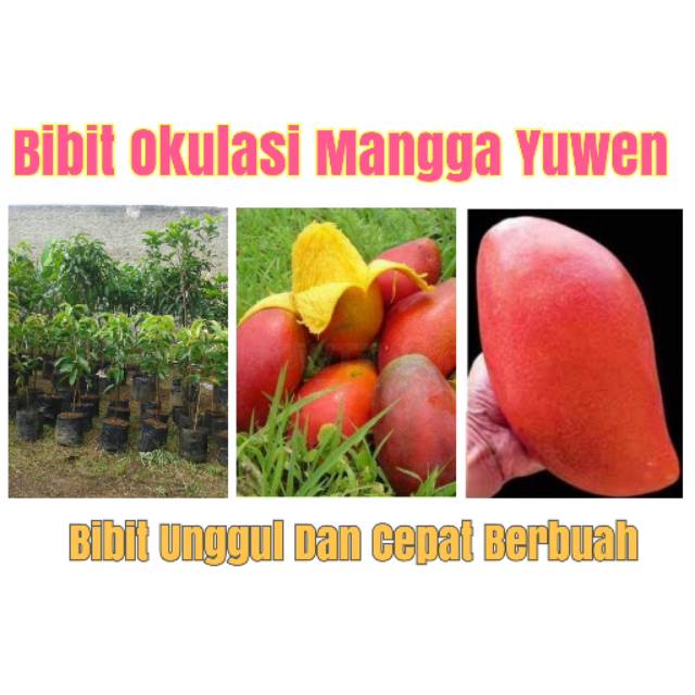 Bibit Buah Mangga Yuwen