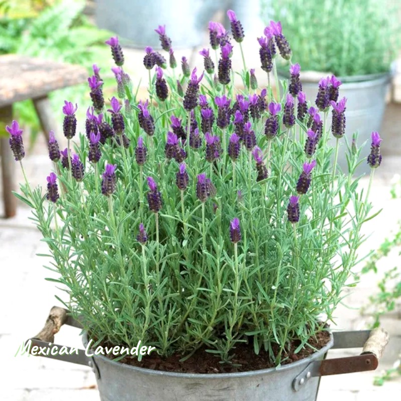 Tanaman Hias Mexican Lavender
