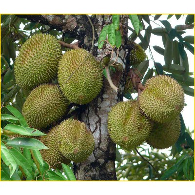 biji/benih/bibit buah durian mini