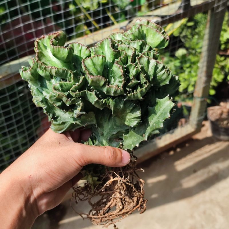 Sukulen Euphorbia Lactea Jumbo