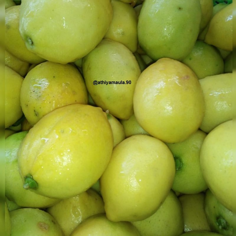 

Lemon Sigles - lemon lokal- Fresh Petik Dari Kebun -Jeruk Lemon Diet - 1kg (7-9)