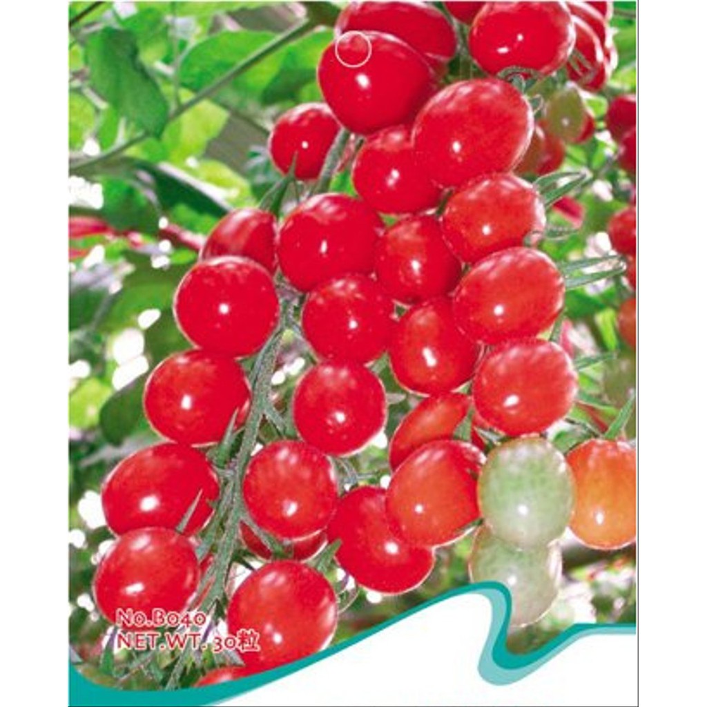 Benih Tomat Cherry Merah Cherry Red Tomato Import Murah