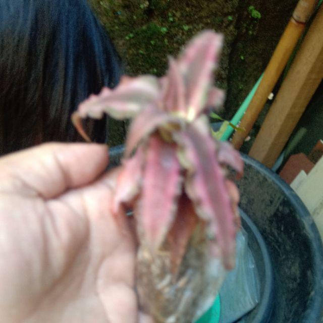 Tanaman Hias - Bibit Bunga Chriptantus Red