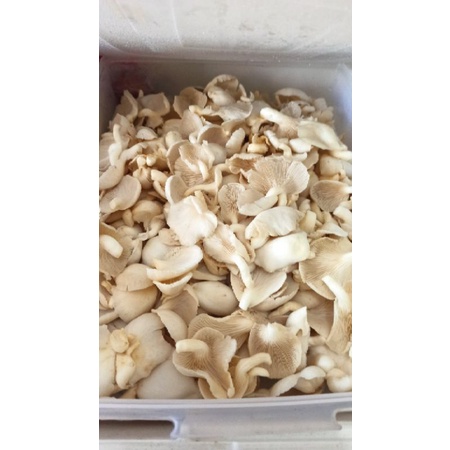 

[Khusus Medan] Jamur Tiram baby (Grade B) kiloan per kg