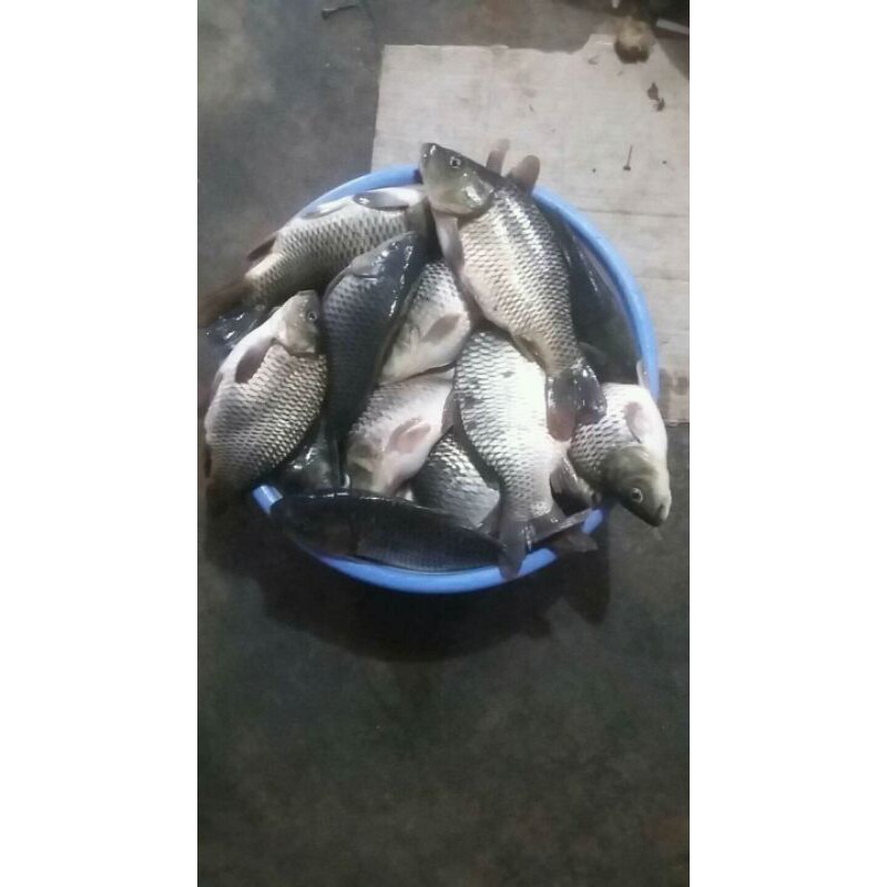 

IKAN MAS SEGAR