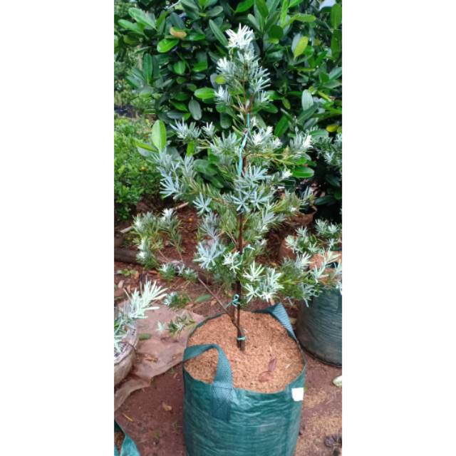 LOHANSUNG DAUN PUCUK BIRU SIAP KIRIM