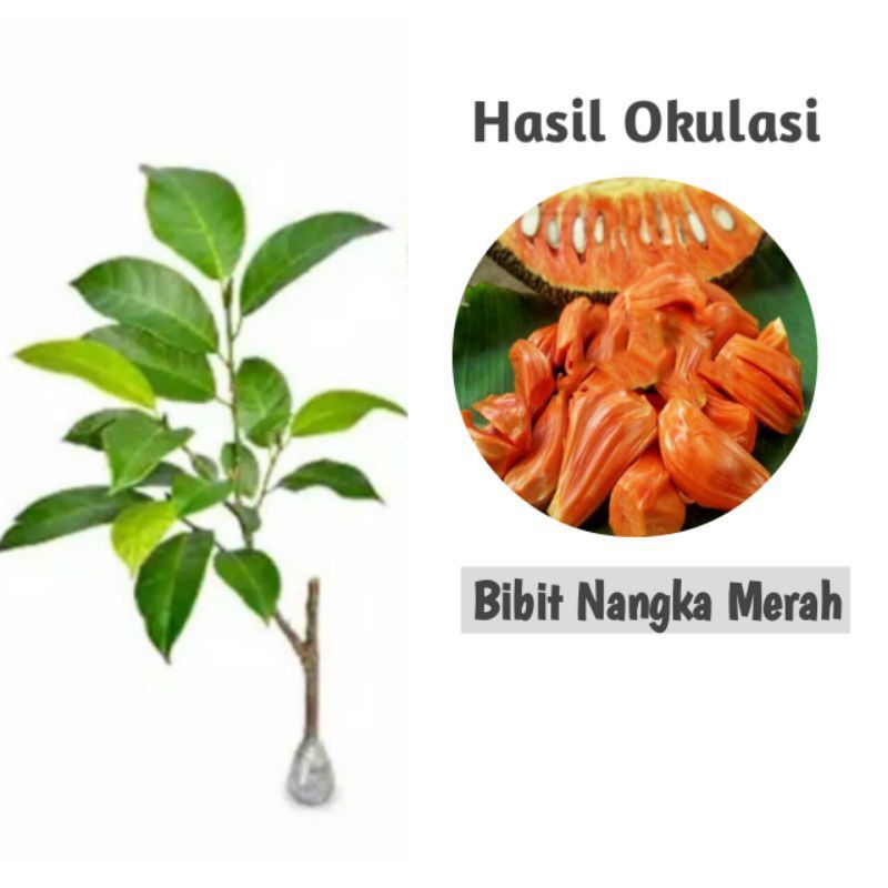 Bibit nangka merah okulasi