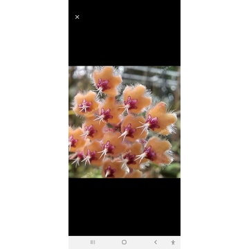 hoya sumatrana ,hoya langka