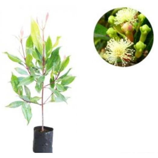 1# Bibit Pohon Cengkeh Zanzibar Super @_@