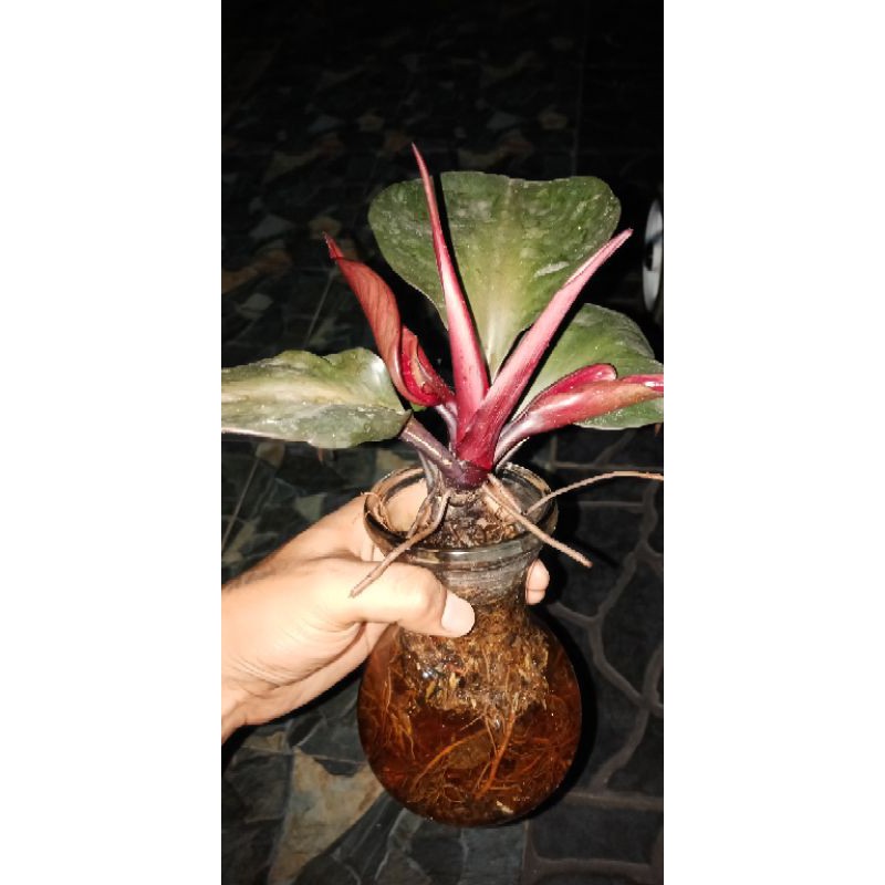black cardinal mutasi /cardinal tanaman air