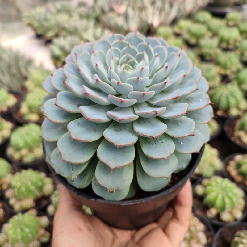 Echeveria Minima | DP 12cm